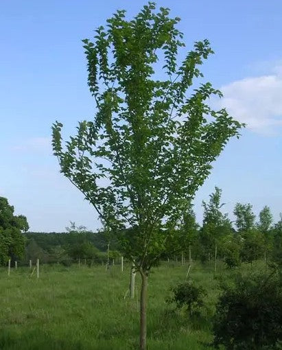 Ulmus Lutece 12L