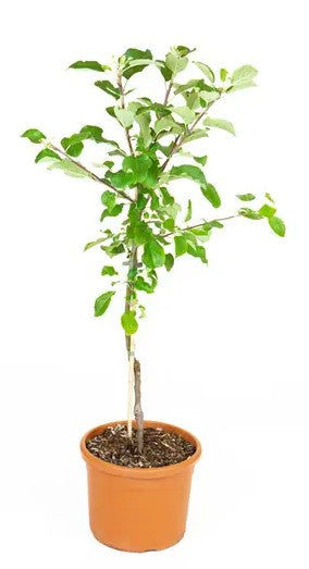Apple (Malus) Bountiful M27