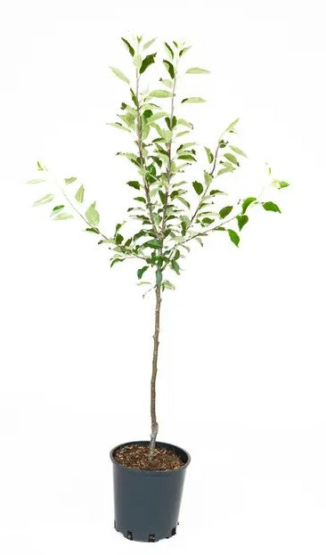 Apple (Malus) Blenheim Orange MM106