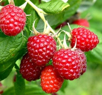 Raspberry 'Malling Promise' 3Ltr
