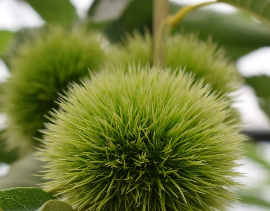 Chestnut (Castanea) Maraval 12L