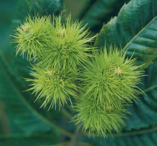 Chestnut (Castanea) Marhlac 12L