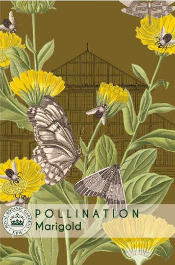 Thompson & Morgan Kew 'Marigold' seeds