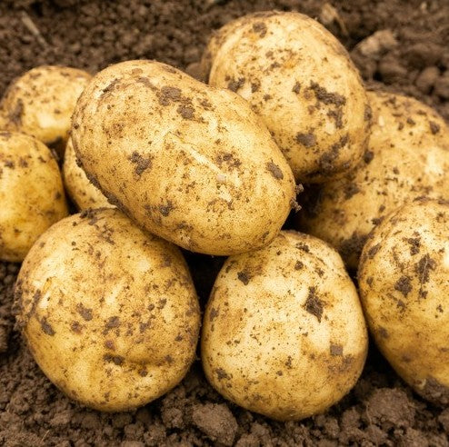 Seed Potato Maris Peer