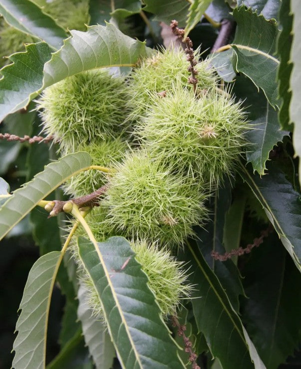 Chestnut (Castanea) Marsol 12L