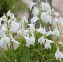 Mazus reptans alba 1L