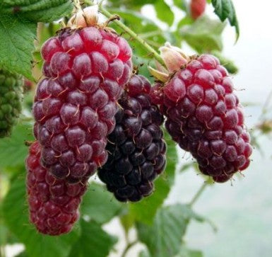 Tayberry 'Medana' 3ltr