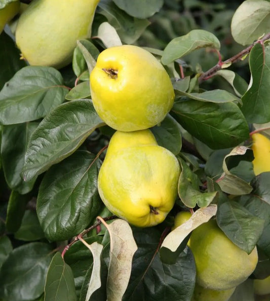 Quince (Cydonia) Meech's Prolific 12L