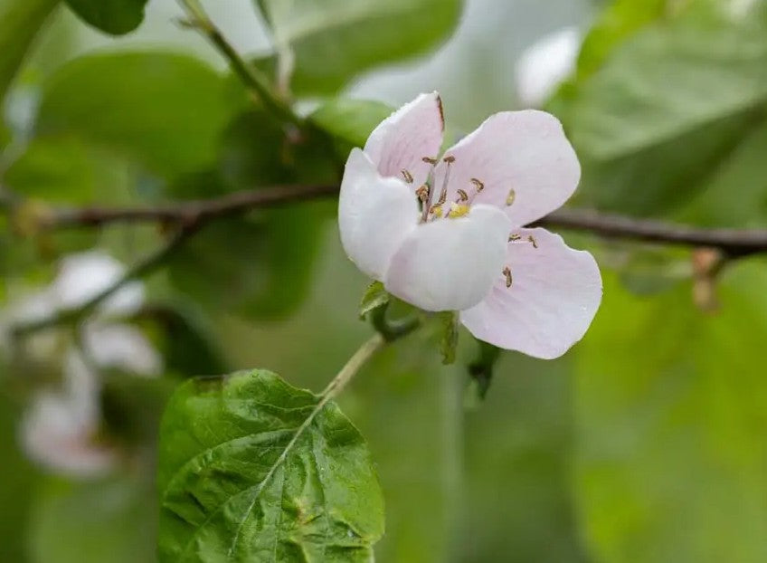 Quince (Cydonia) Meech's Prolific 12L