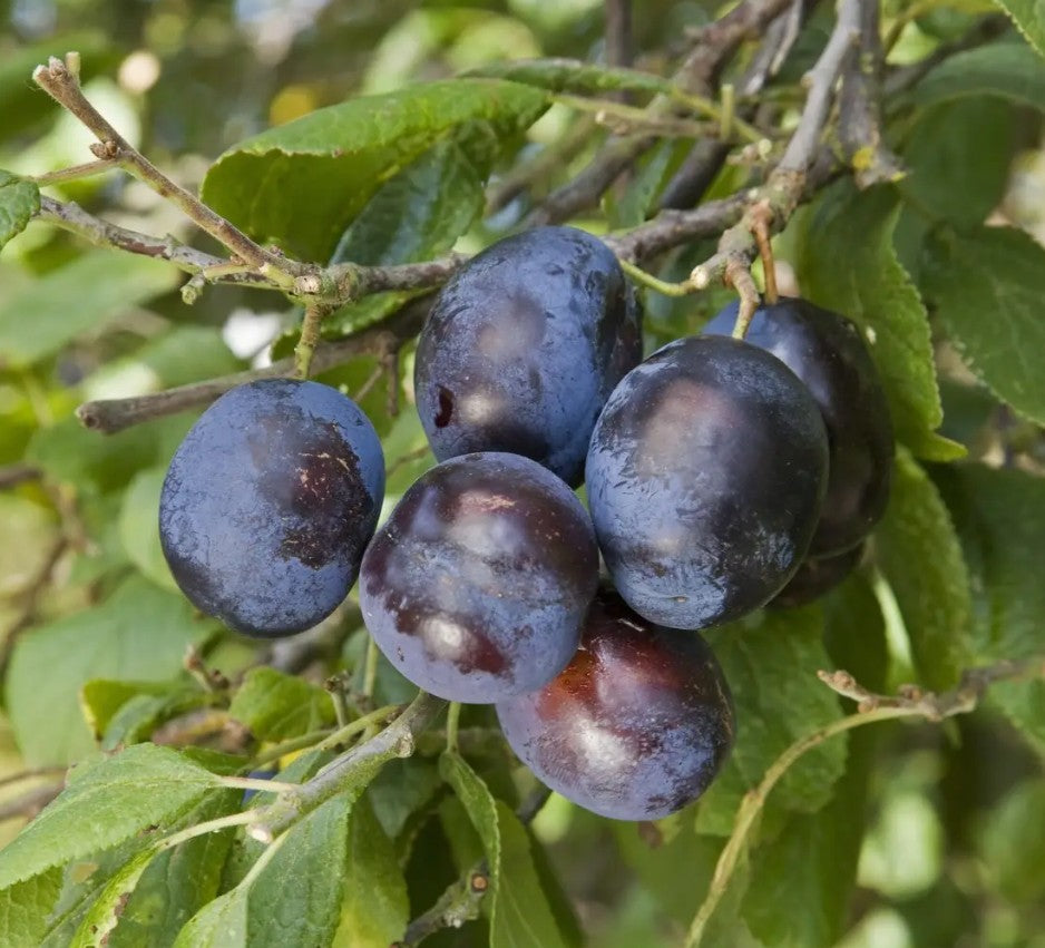 Damson (Prunus) Merryweather Half Standard