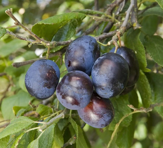 Damson (Prunus) Merryweather Half Standard