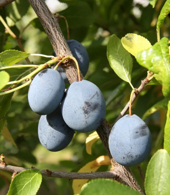 Damson (Prunus) Merryweather Half Standard