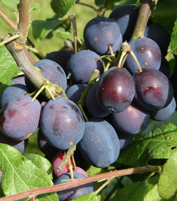 Damson (Prunus) Merryweather Half Standard