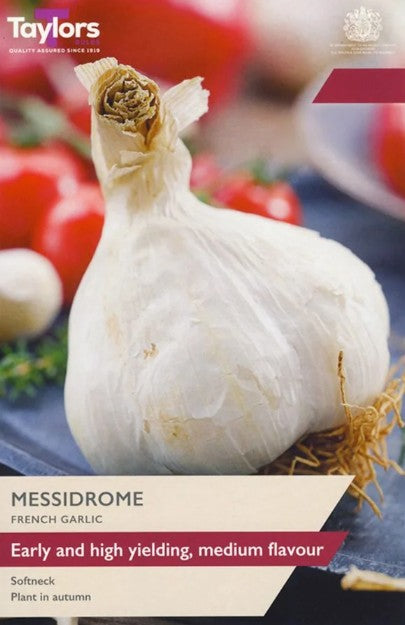Taylors Bulbs Garlic 'Messidrome' 2 Pack