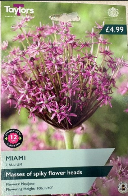 Taylor Bulbs Allium 'Miami' (7)