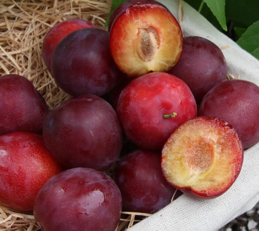 Mirabelle (Prunus) Countess 12L