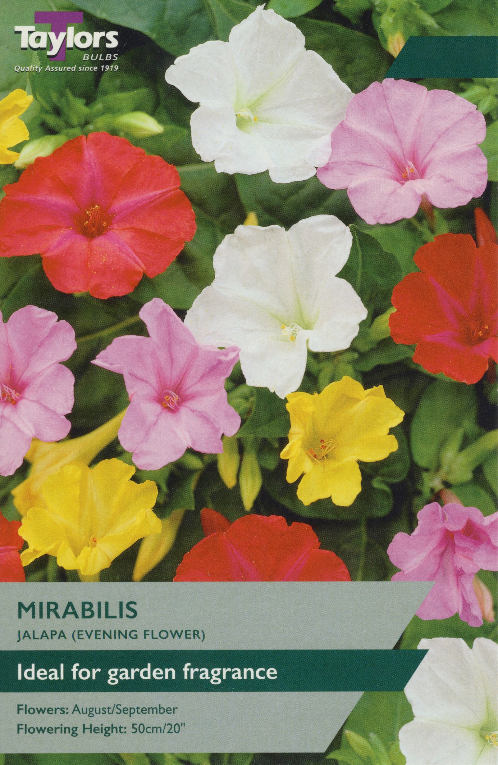 Mirabilis jalapa (four o'clock) with vibrant pink trumpet-shaped flowers and glossy green foliage