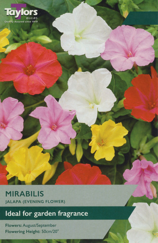 Mirabilis jalapa (four o'clock) with vibrant pink trumpet-shaped flowers and glossy green foliage