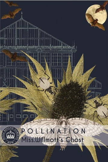 Thompson & Morgan Kew 'Miss Willmott's Ghost' seeds