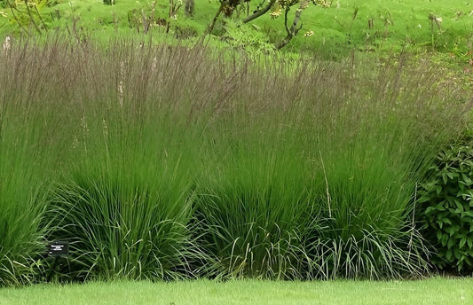 Molinia caerulea subsp. caerulea 'Edith Dudszus'  2Ltr