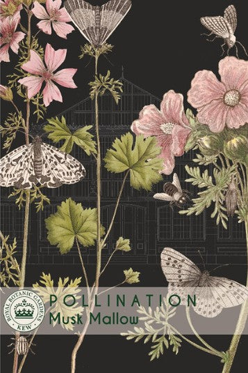 Thompson & Morgan Kew 'Musk Mallow' seeds