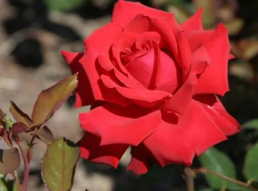 Rosa 'My Valentine'