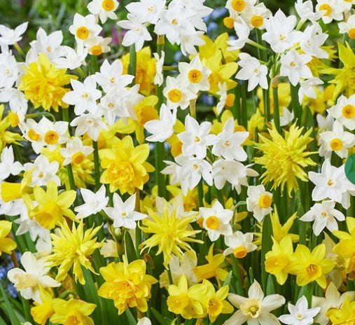 Narcissus Species Mixed  75 Bulbs Short stemmed