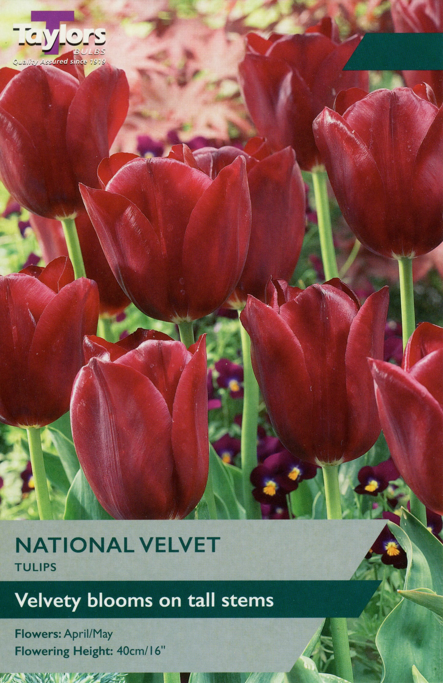 National Velvet perennial with deep burgundy velvety flowers and green foliage, ideal for borders and containers