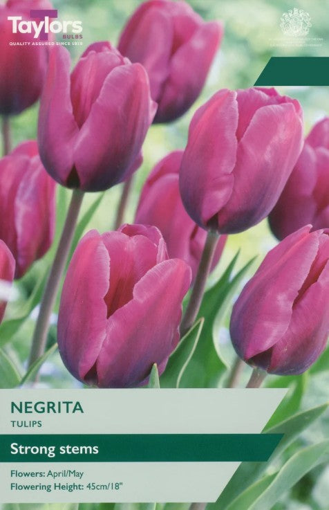 Taylors Bulbs Tulip 'Negrita' (7)