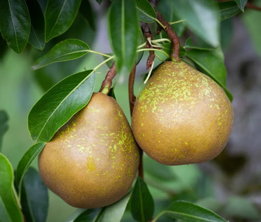 Pear (Pyrus) Winter Nelis 12L