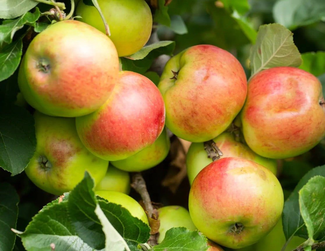 Apple (Malus) Newton Wonder MM106