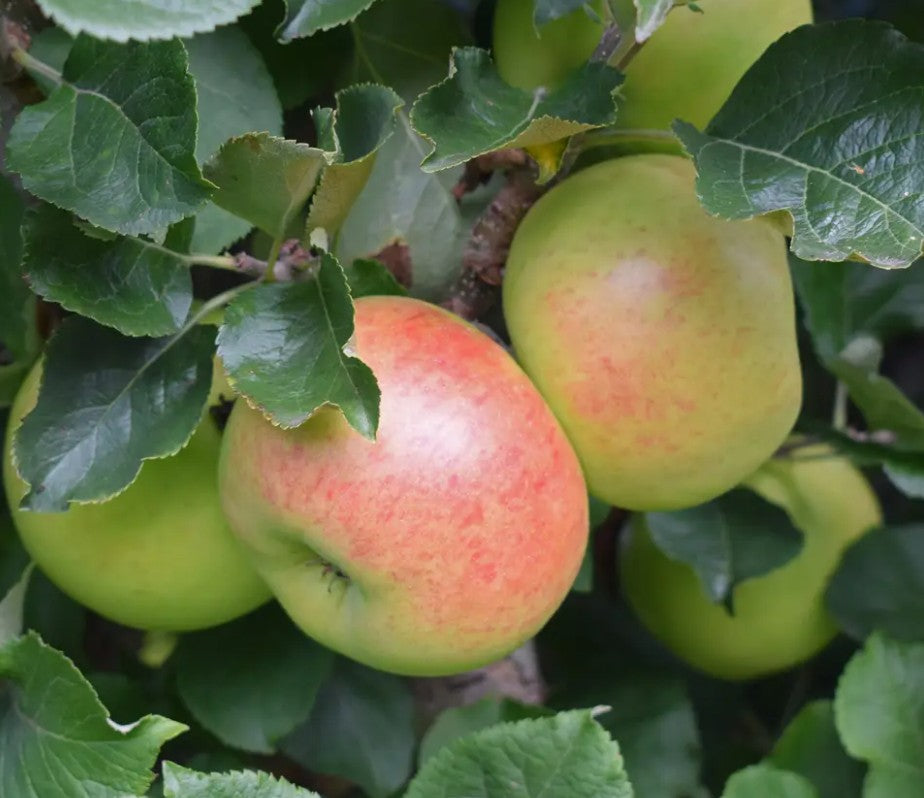 Apple (Malus) Newton Wonder MM106