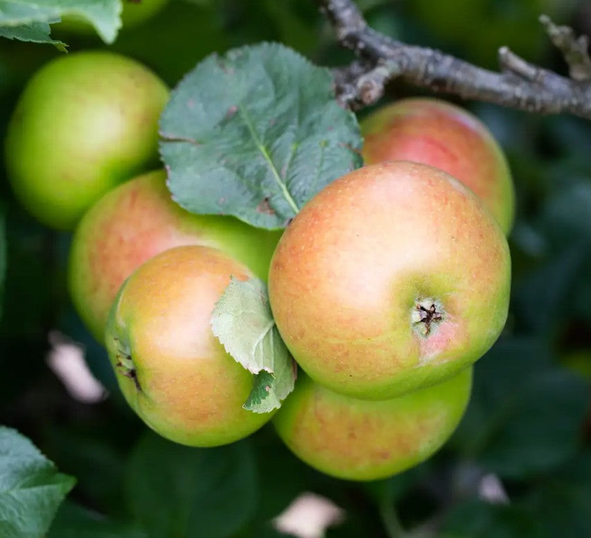 Apple (Malus) Newton Wonder MM106