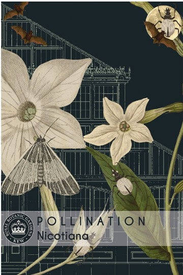 Thompson & Morgan Kew 'Nicotiana' seeds