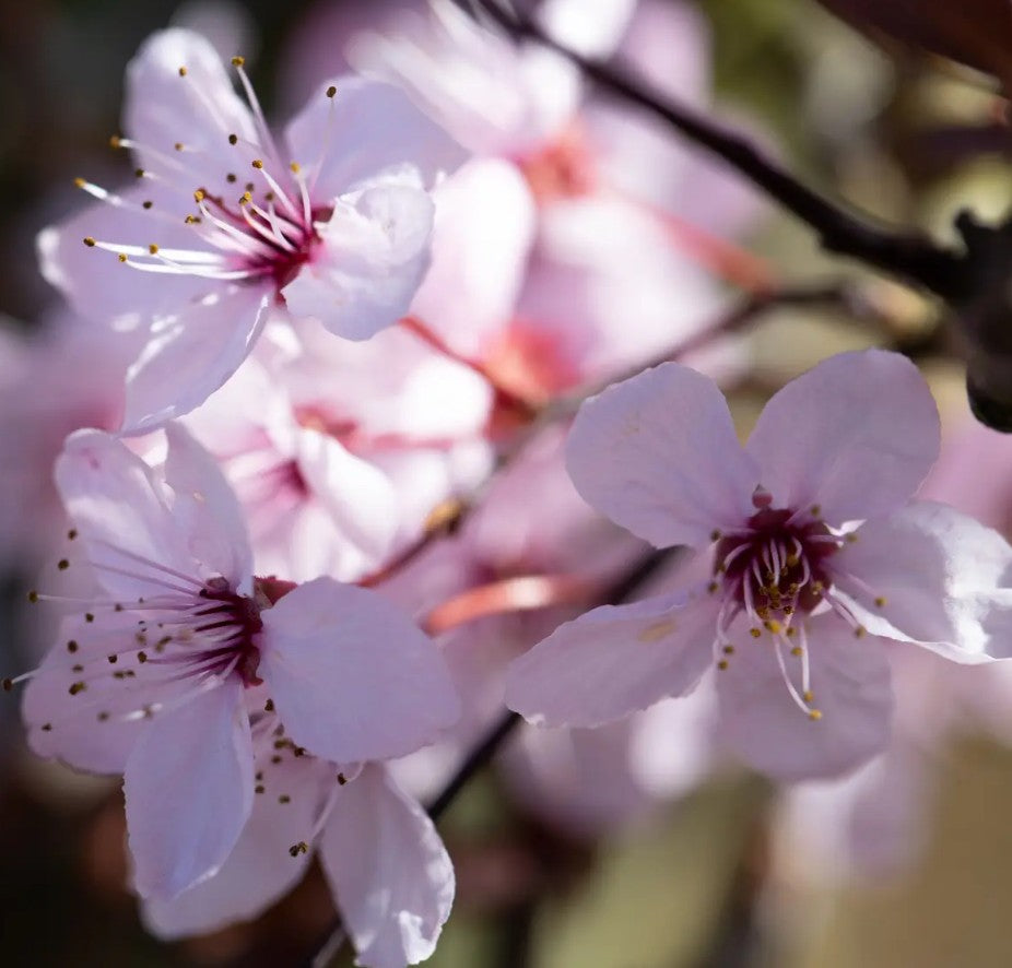Prunus cer Nigra — 12L Container