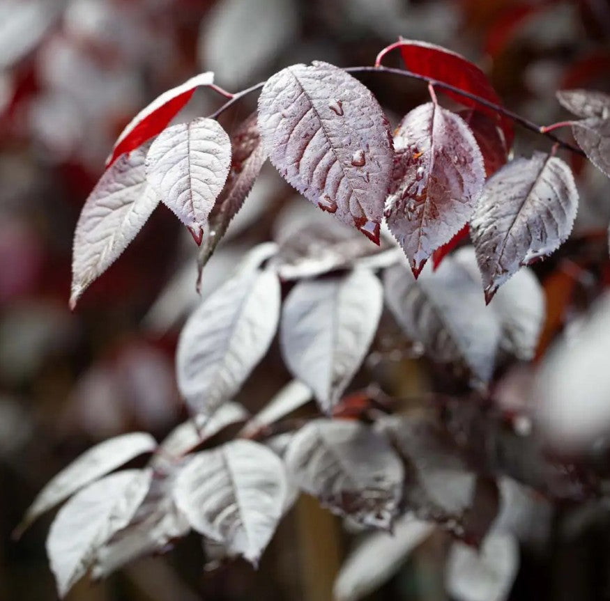 Prunus cer Nigra — 12L Container