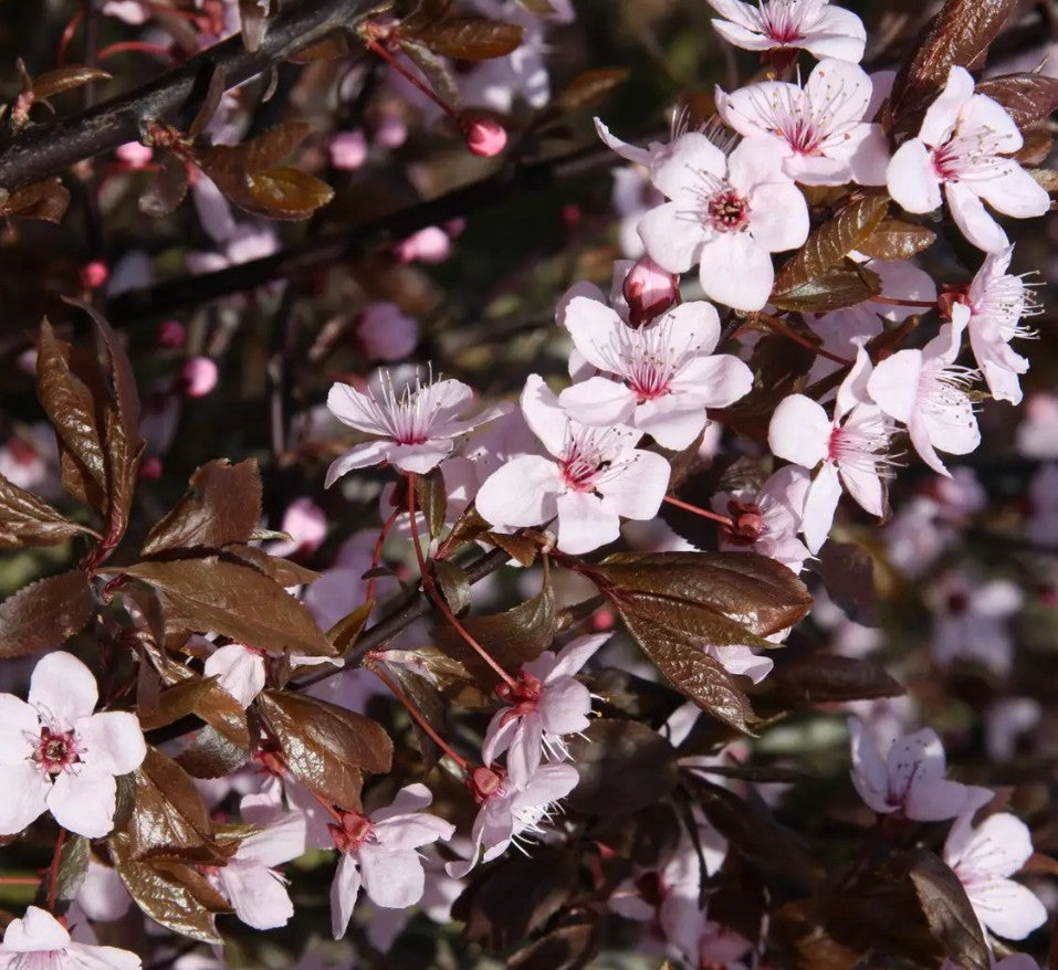 Prunus cer Nigra — 12L Container