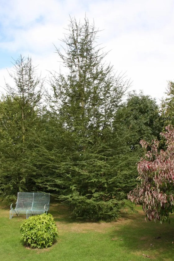 Nothofagus antarctica — 12L Container