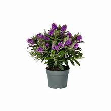 Hebe Addenda Donna Emma 15cm plain pot Pengelly Garden Centre Cornwall small evergreen with purple flowers