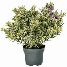 Hebe Addenda Classica Tricolour P15, Pengelly Garden Centre Cornwall, compact evergreen with tricolour variegated leaves