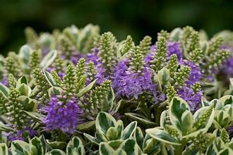Hebe Addenda Classica Tricolour P15 green cream and pink foliage in pot at Pengelly Garden Centre Cornwall