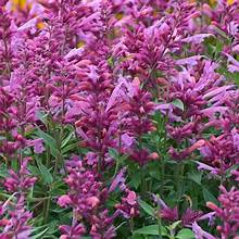 Agastache Rosie Posie P17 pot with purple-pink spikes and green foliage at Pengelly Garden Centre Cornwall