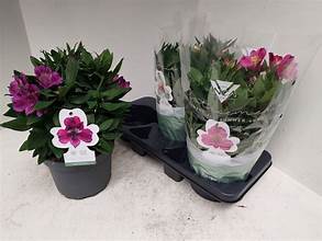 Alstroemeria Inca mixed 3L vivid pink, orange and yellow blooms, green foliage at Pengelly Garden Centre Cornwall