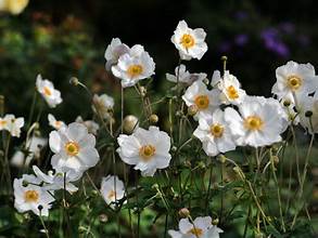 Anemone x hybrida Honorine Jobert 2ltr white blooms on tall stems with green foliage at Pengelly Garden Centre Cornwall