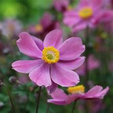 Flowering Anemone x hybrida Serenade 2ltr in pot with blooms and green foliage at Pengelly Garden Centre Cornwall