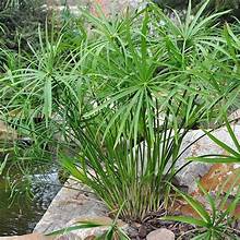 Cyperus alternifolius 1ltr potted umbrella papyrus with bright green radiating stems at Pengelly Garden Centre Cornwall