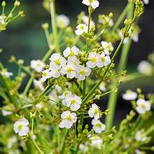 Alisma parviflora 1ltr clump of bright green narrow aquatic leaves in 1L pot at Pengelly Garden Centre Cornwall
