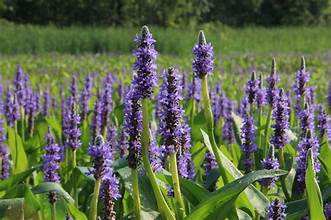 Pontederia cordata 1ltr with green leaves and purple-blue flower spike at Pengelly Garden Centre Cornwall