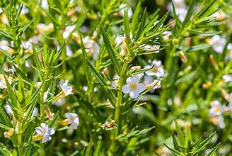 Gratiola officinalis 1ltr pot with glossy green leaves and small white tubular flowers at Pengelly GC Cornwall