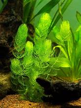 Ceratophyllum demersum loose in a clear cup showing feathery bright green pond plant, Pengelly Garden Centre Cornwall